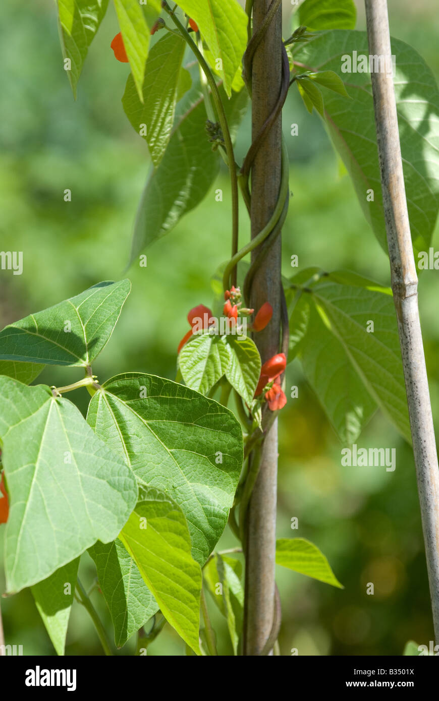 red flower on runner beans Stock Photo Alamy