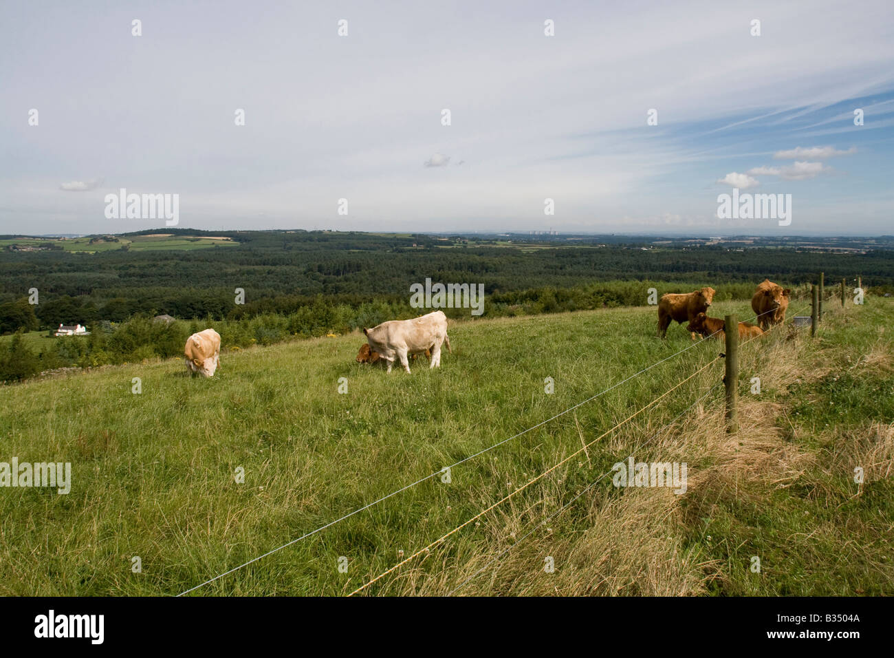 View overlooking Delamere Forest Park, Cheshire with cows Stock Photo