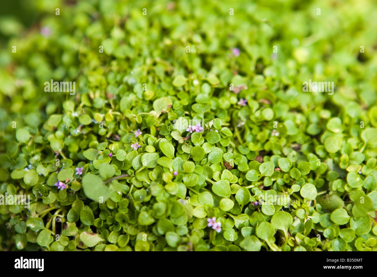 Corsican Mint (Mentha requienii Stock Photo - Alamy