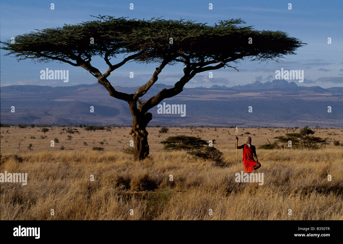 Kenya, Mt Kenya, Lewa Downs. Maasai warrior framed by a flat topped acacia tree and Mt. Kenya (17,050 ft) . Stock Photo