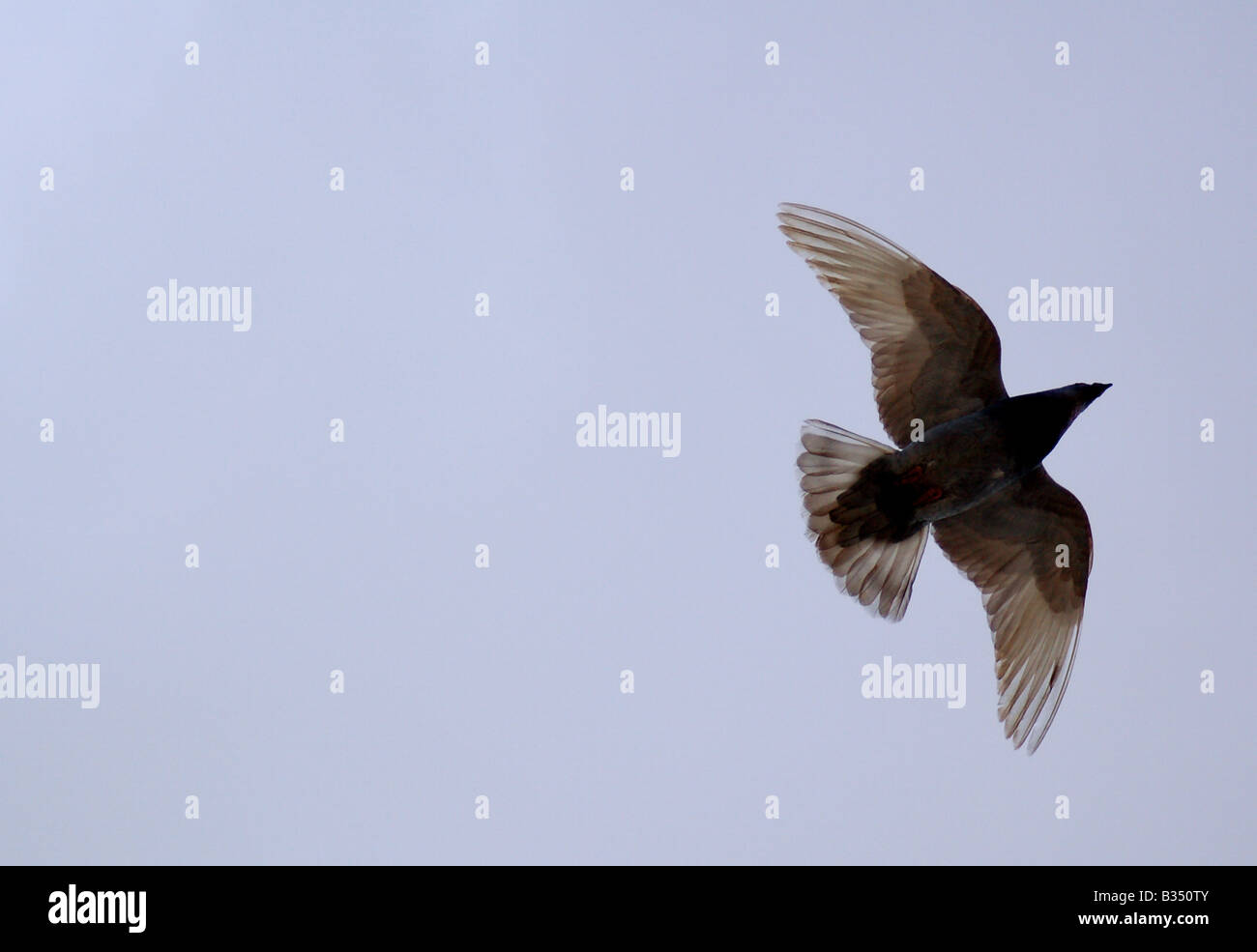 A bird flying overhead against a blue sky. Stock Photo
