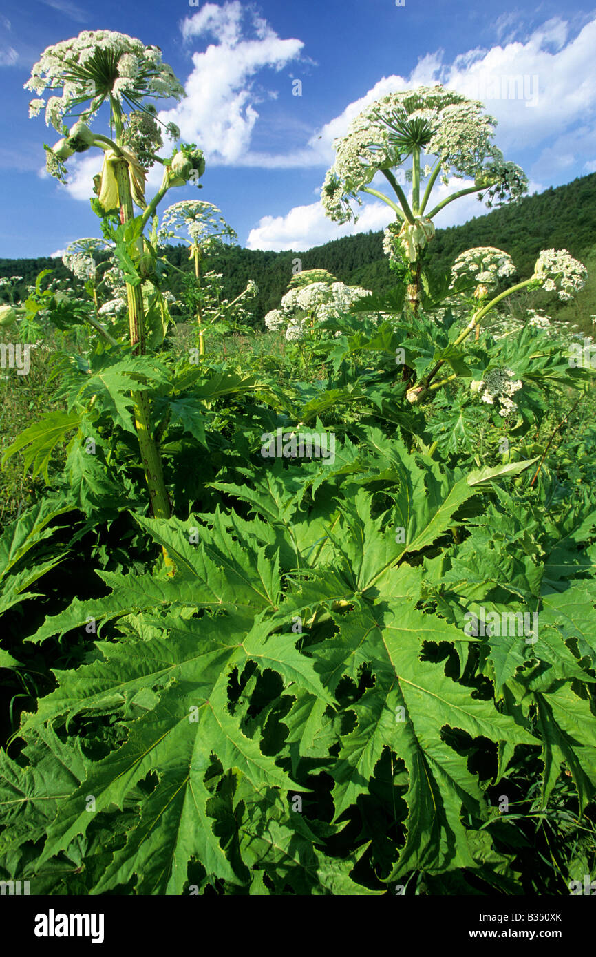 Common Hogweed (Heracleum sphondylium), flowering plants Stock Photo