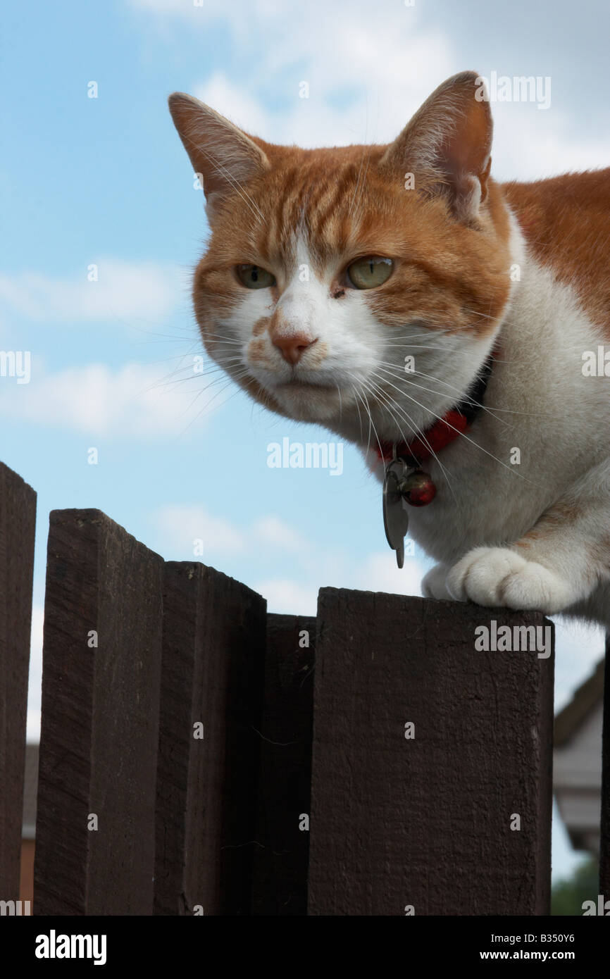 Cat on a fence Stock Photo - Alamy