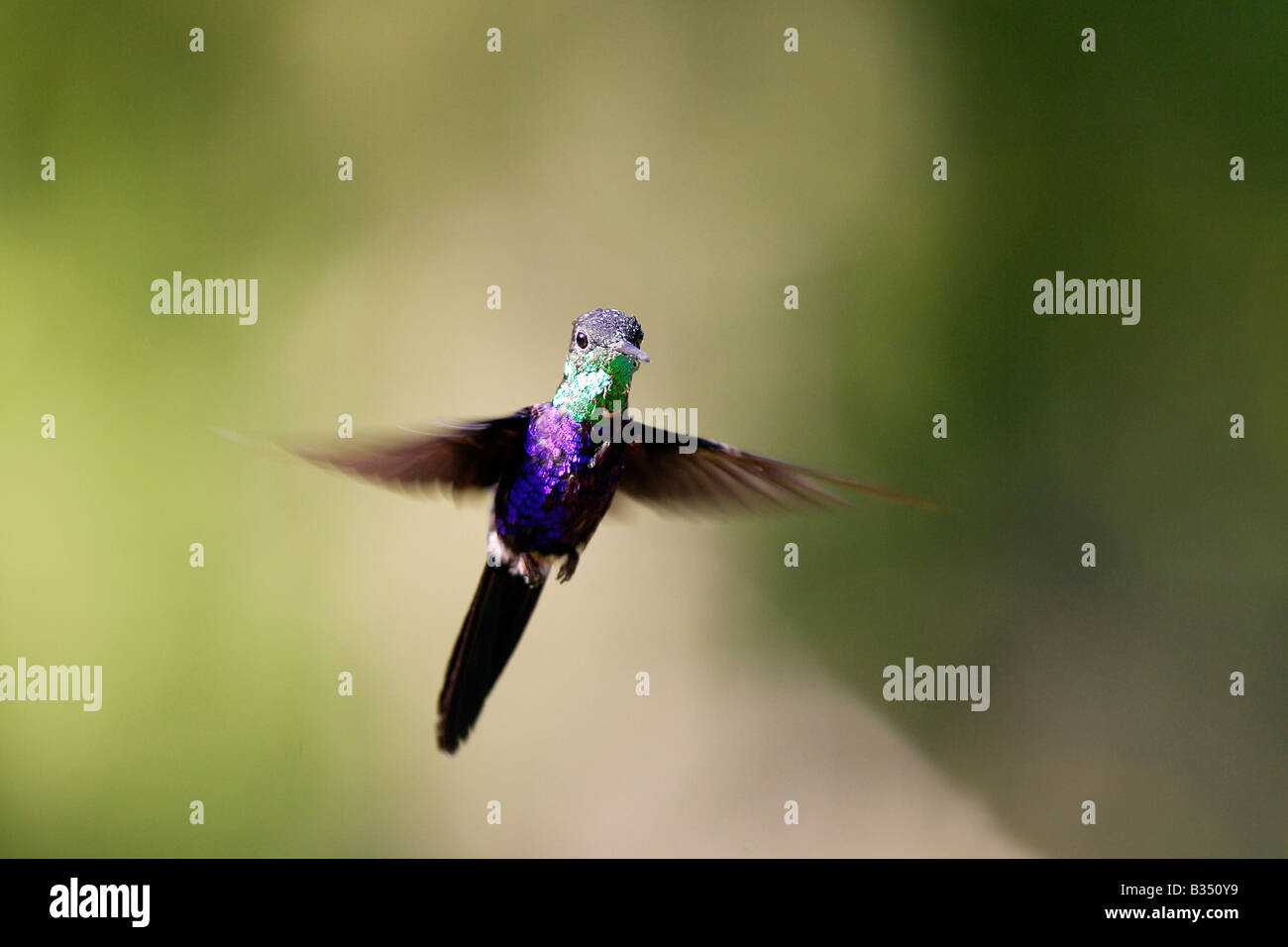 Fork-tailed Woodnymph (Thalurania furcata) in flight Stock Photo - Alamy