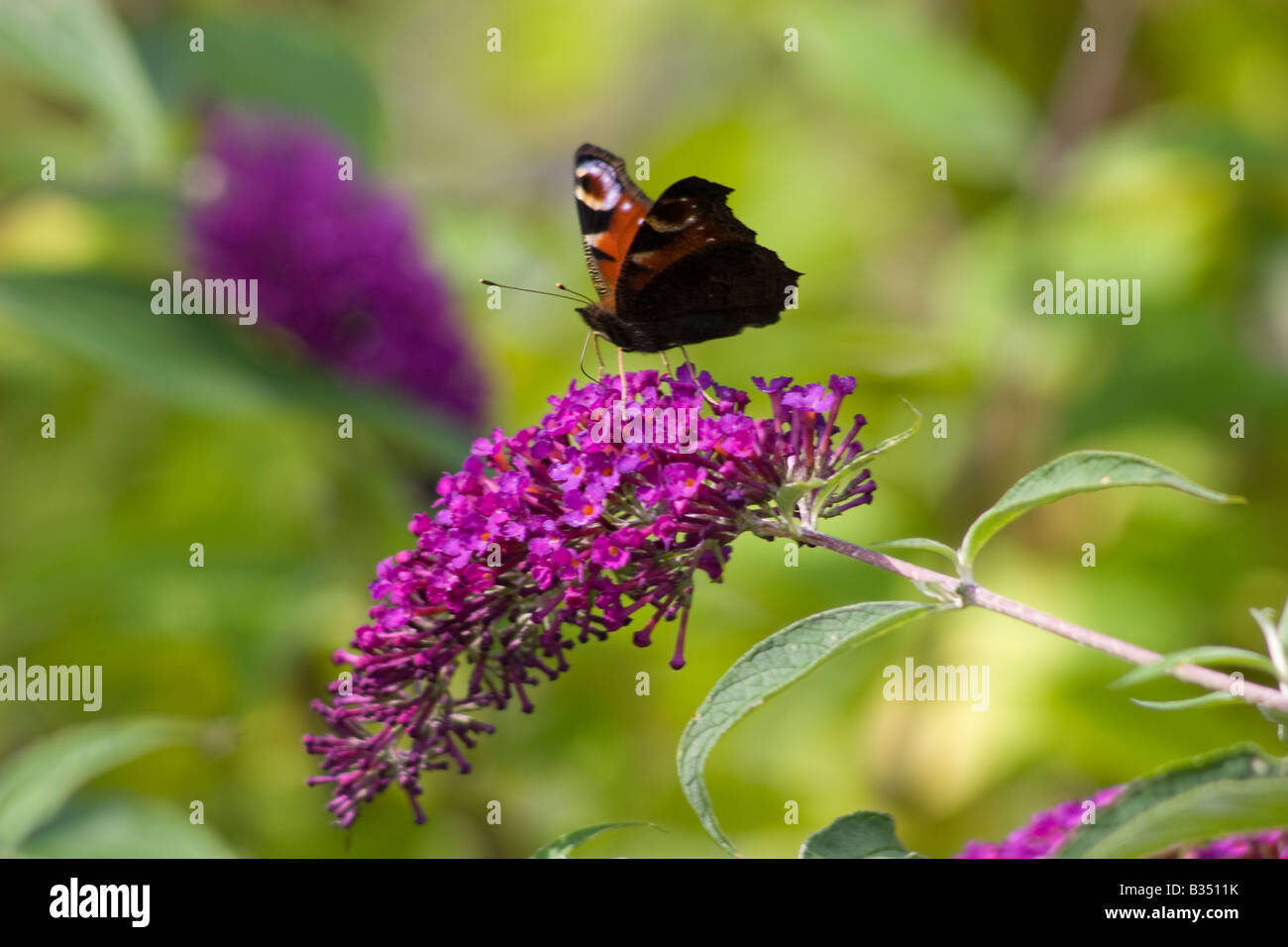 Peacock butterfly on Buddleia Stock Photo - Alamy