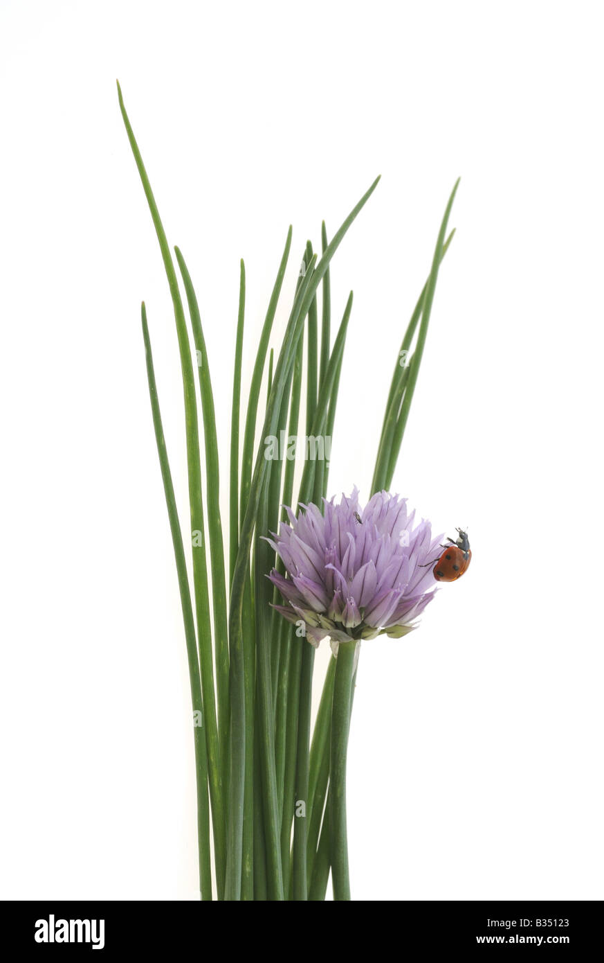 CULINARY HERBS HERB CHIVES Allium shoenoprasum related to the onion