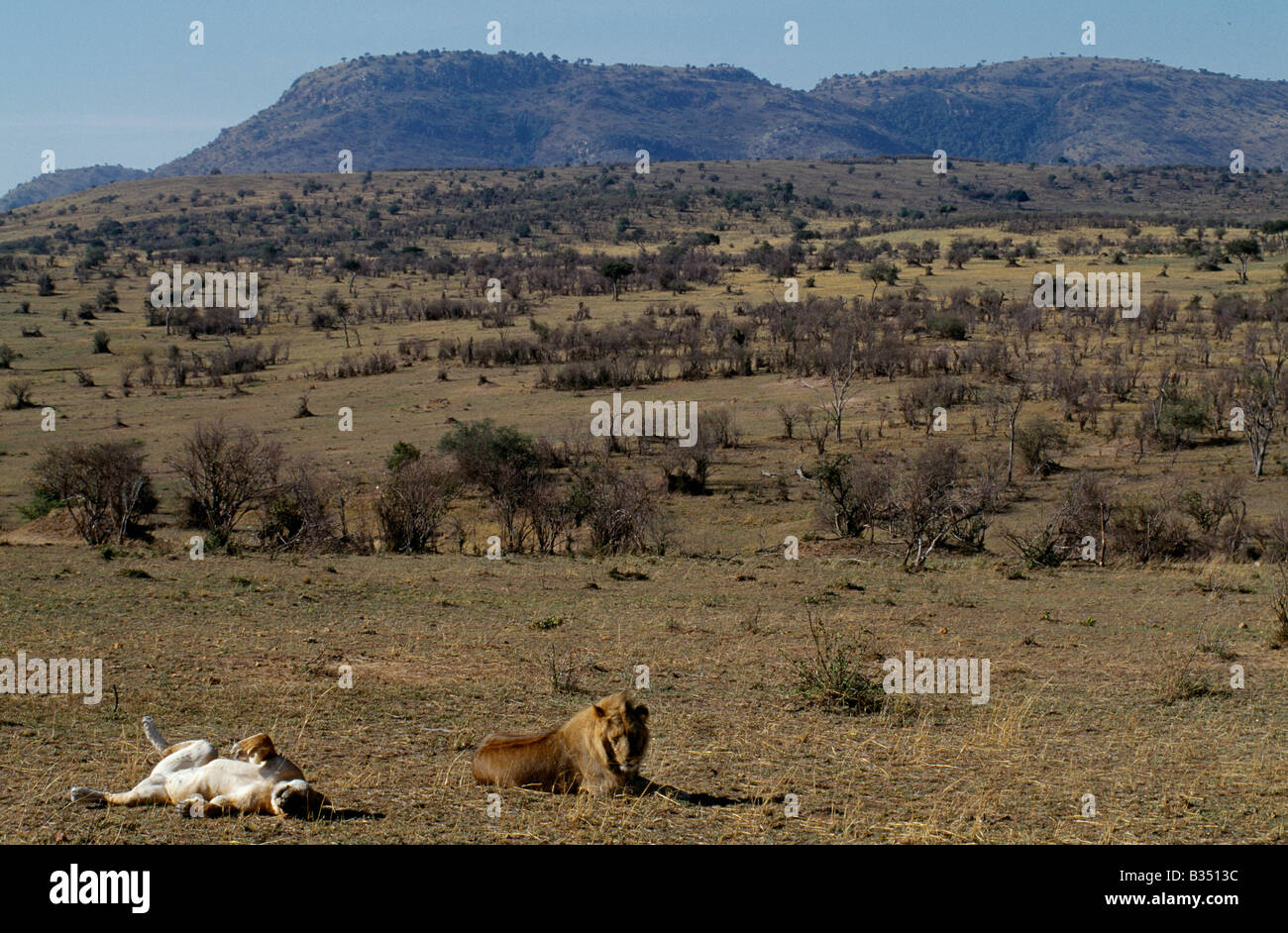 African lion panthera leo pair mating hi-res stock photography and ...