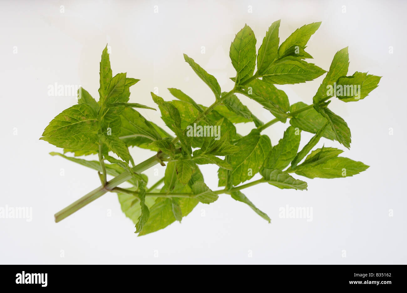 CULINARY HERBS HERB MINT Mentha viridis One of the most popular herbs