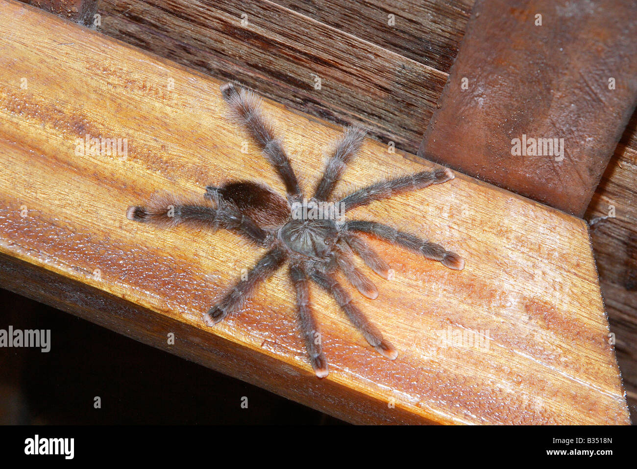 Mygale High Resolution Stock Photography And Images Alamy