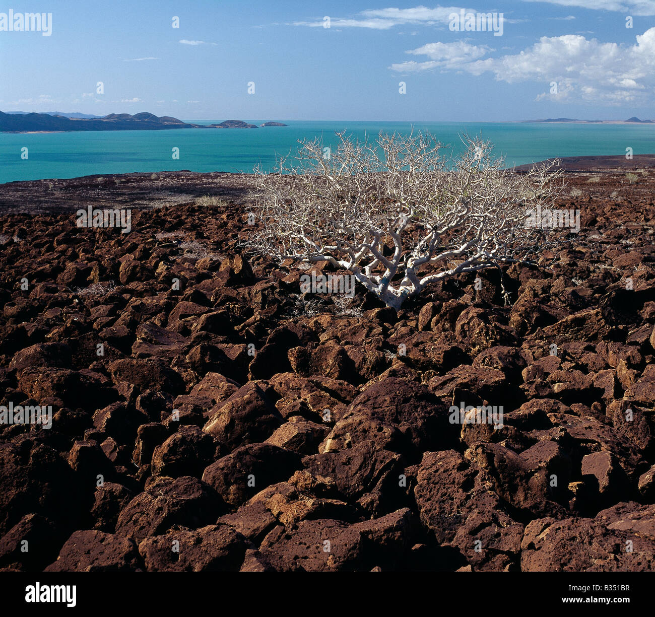 Kenya, Lake Turkana, SE Lake Turkana. A commiphora  tree struggles to survive among basalt boulders. Stock Photo