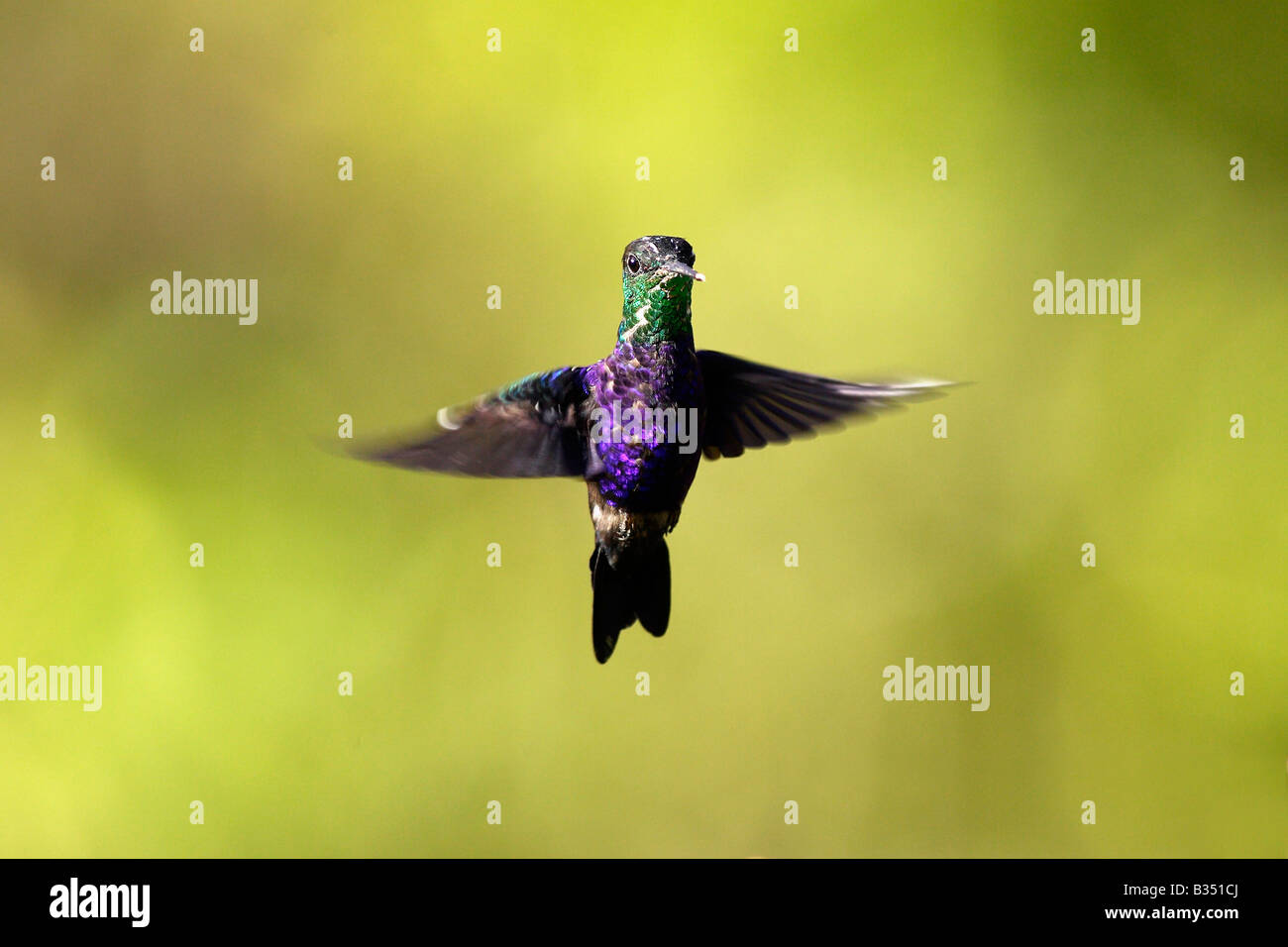 Fork tailed woodnymph hummingbird in flight hi-res stock photography ...