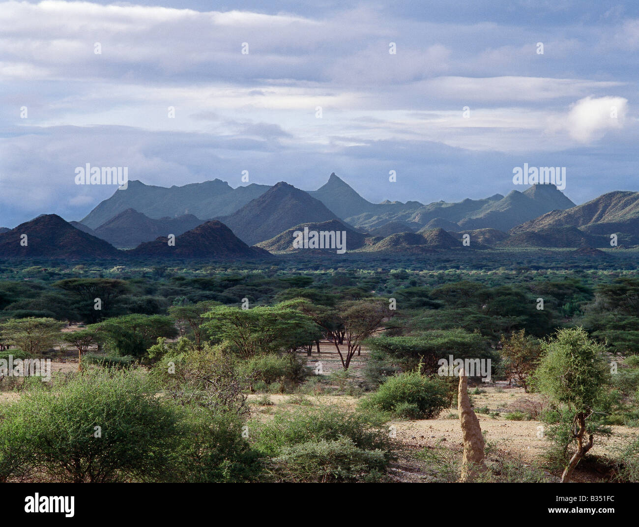 Kenya, Turkana, Lokichar. At the onset of rain, thorn trees burst into