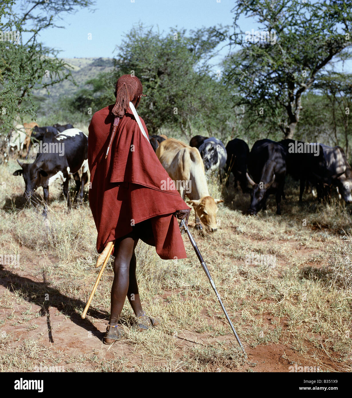 Kenya, Kajiado, Ilbisil. A Maasai warrior resplendent with his long ochred braids tied in a pigtail watches over his family's cattle, spear in hand. The singular hairstyle of warriors sets them apart from other members of their society. Stock Photo