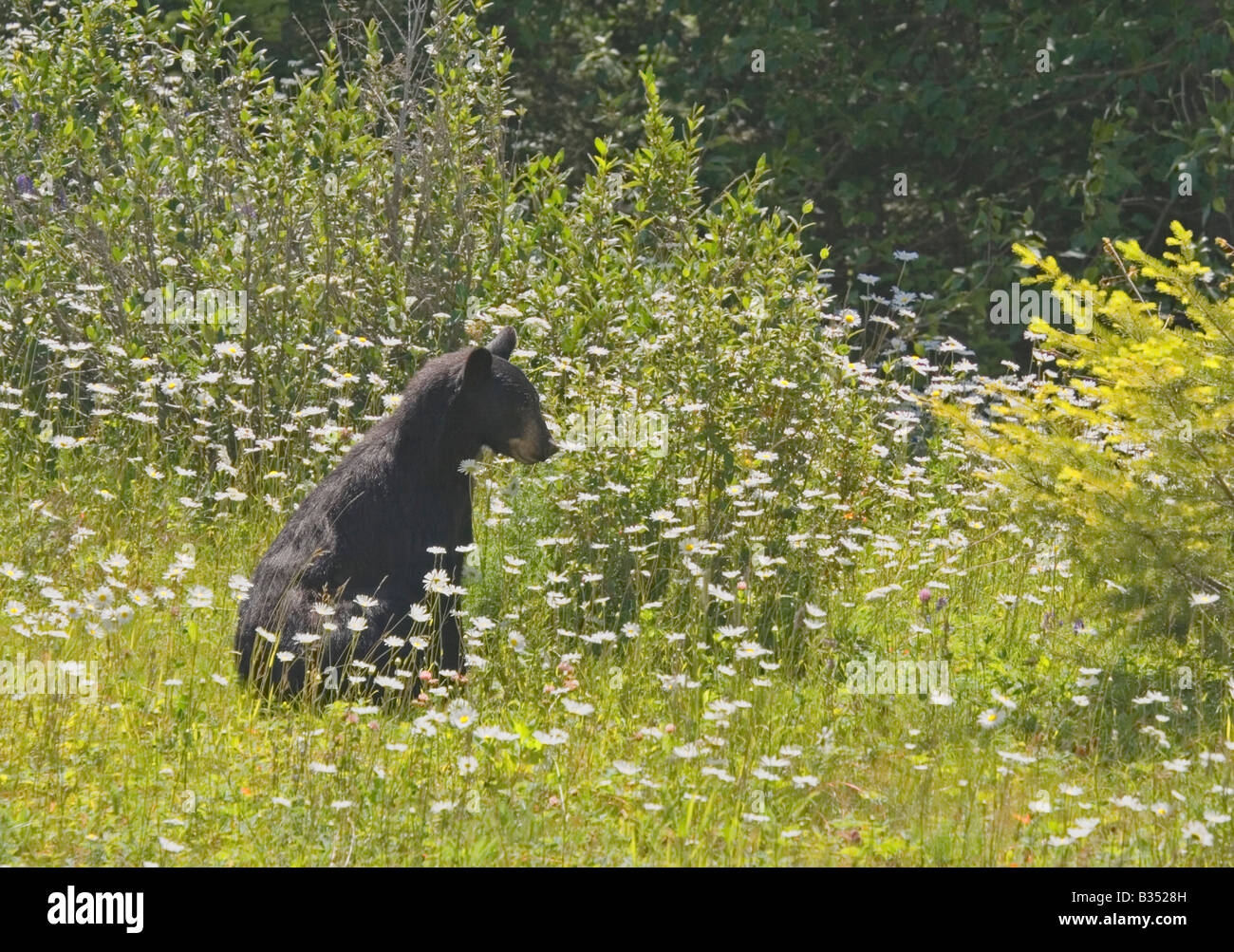 black bear on the alert - in the rockies, Canada Stock Photo