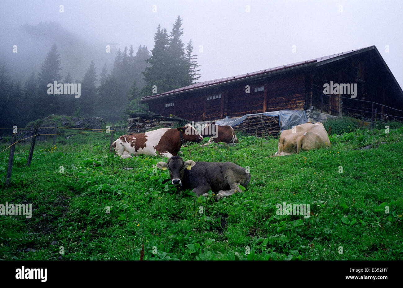 Dairy cattle Switzerland berner oberland bernese oberland Alpine plant field meadow Stock Photo