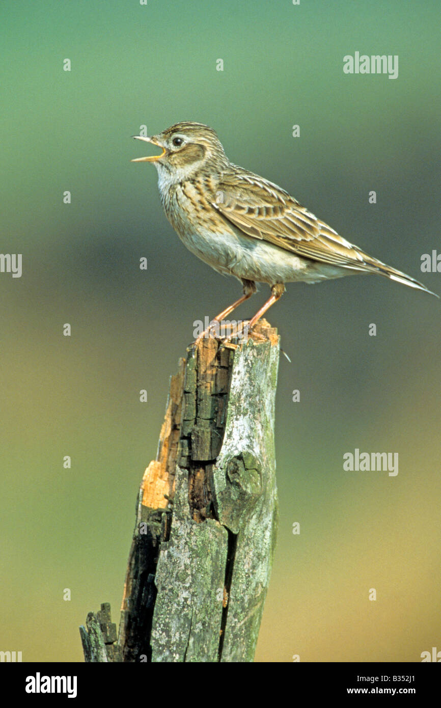 Skylark (Alauda arvensis) singing from old fence post Stock Photo