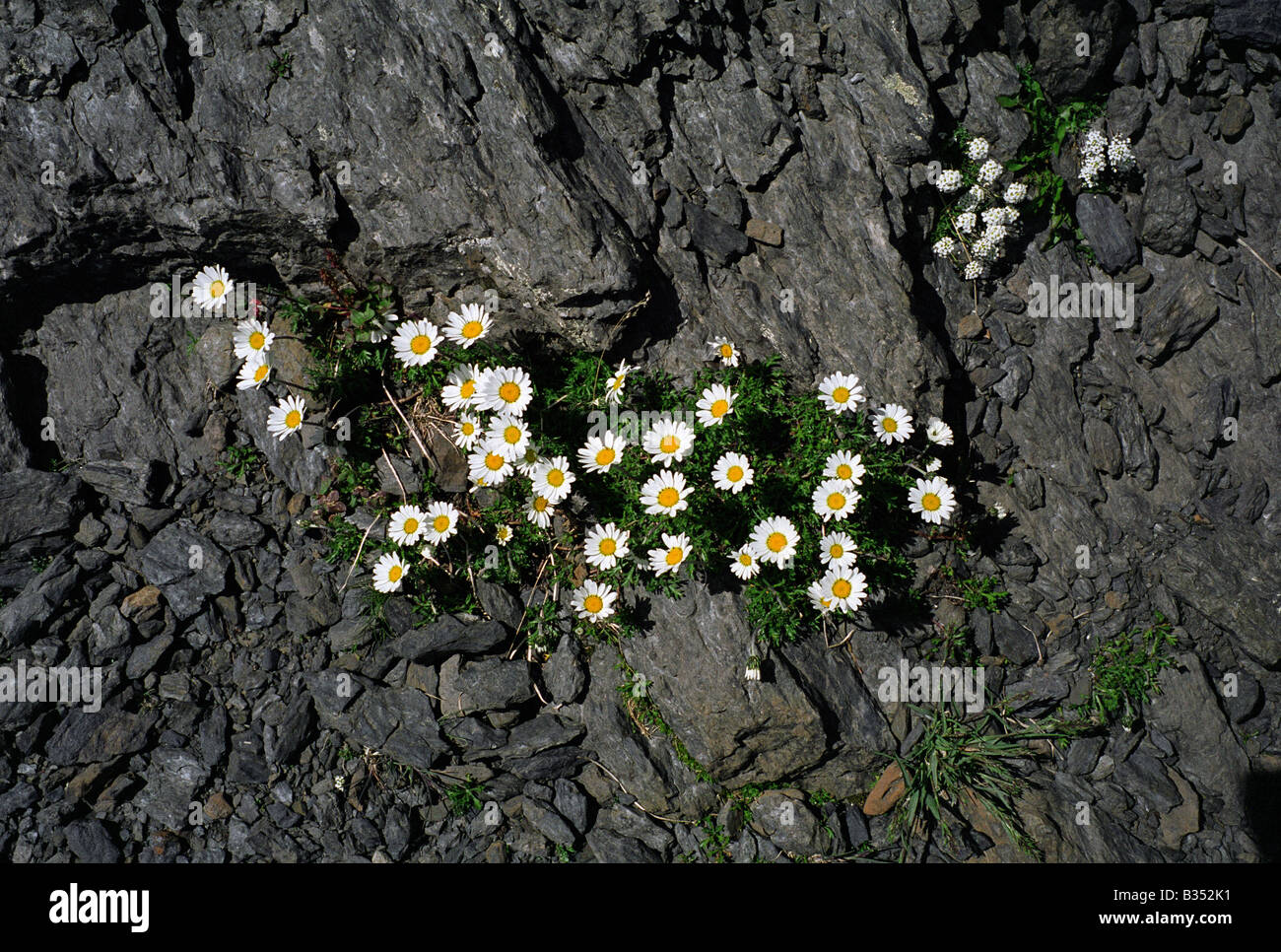 Alpine Moon Daisy Leucanthemopsis Alpina alpine flowers Switzerland ...