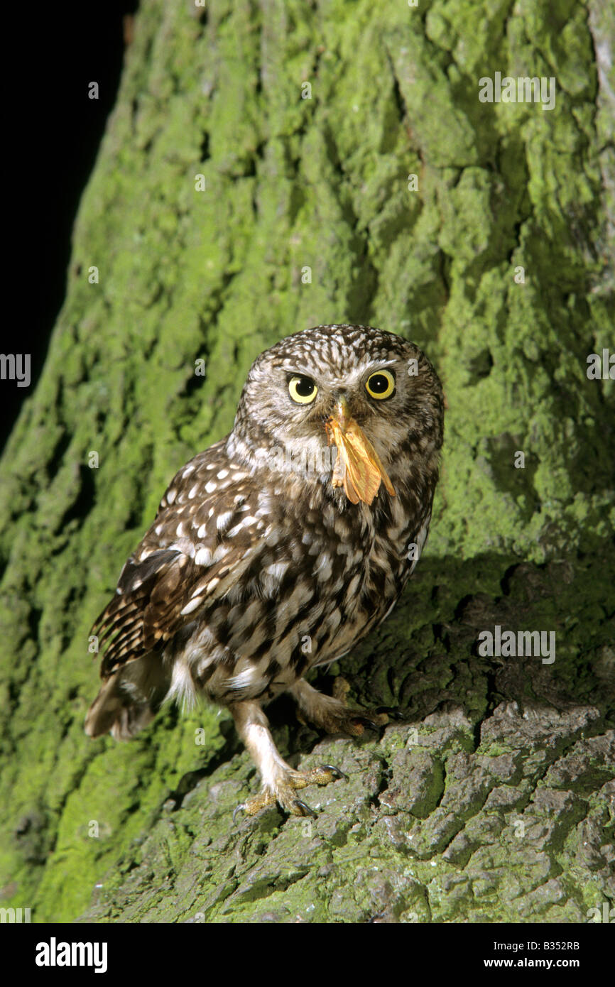 Little Owl (Athene noctua), adult at nest with moth in his beak Stock Photo
