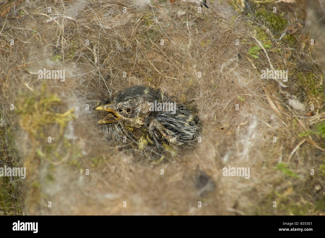 Dead young Wren, in Nest containing moss, hair and string Stock Photo