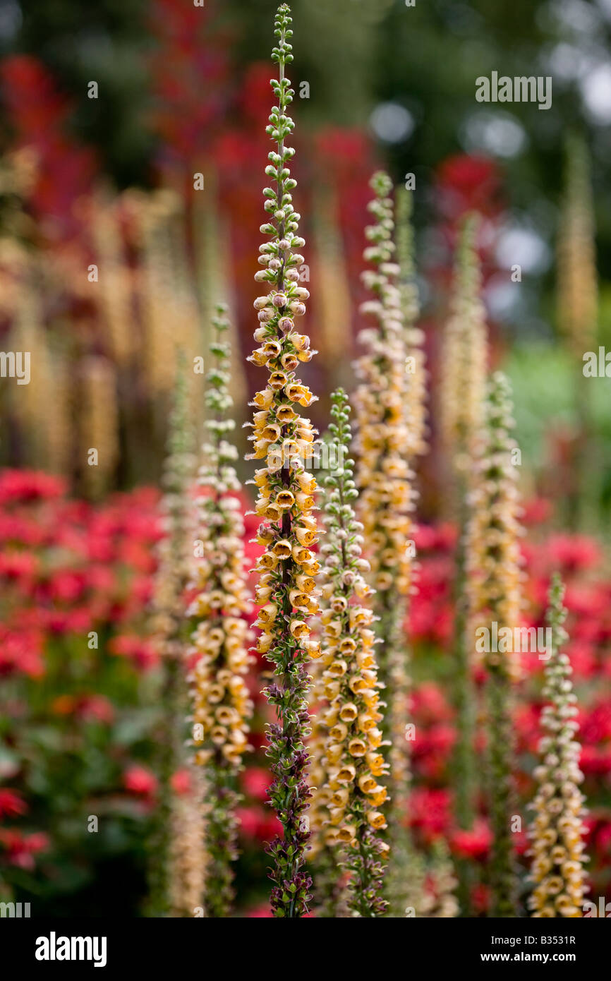 Summer flowers border hi-res stock photography and images - Alamy