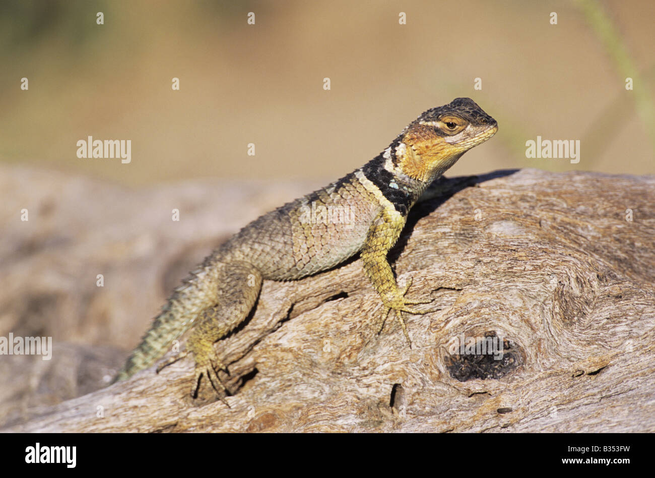 Sceloporus serrifer hires stock photography and images Alamy