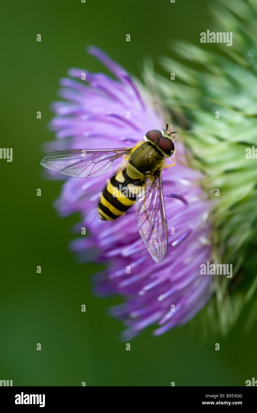 Hover-fly (Syrphus ribesii) on thistle Stock Photo