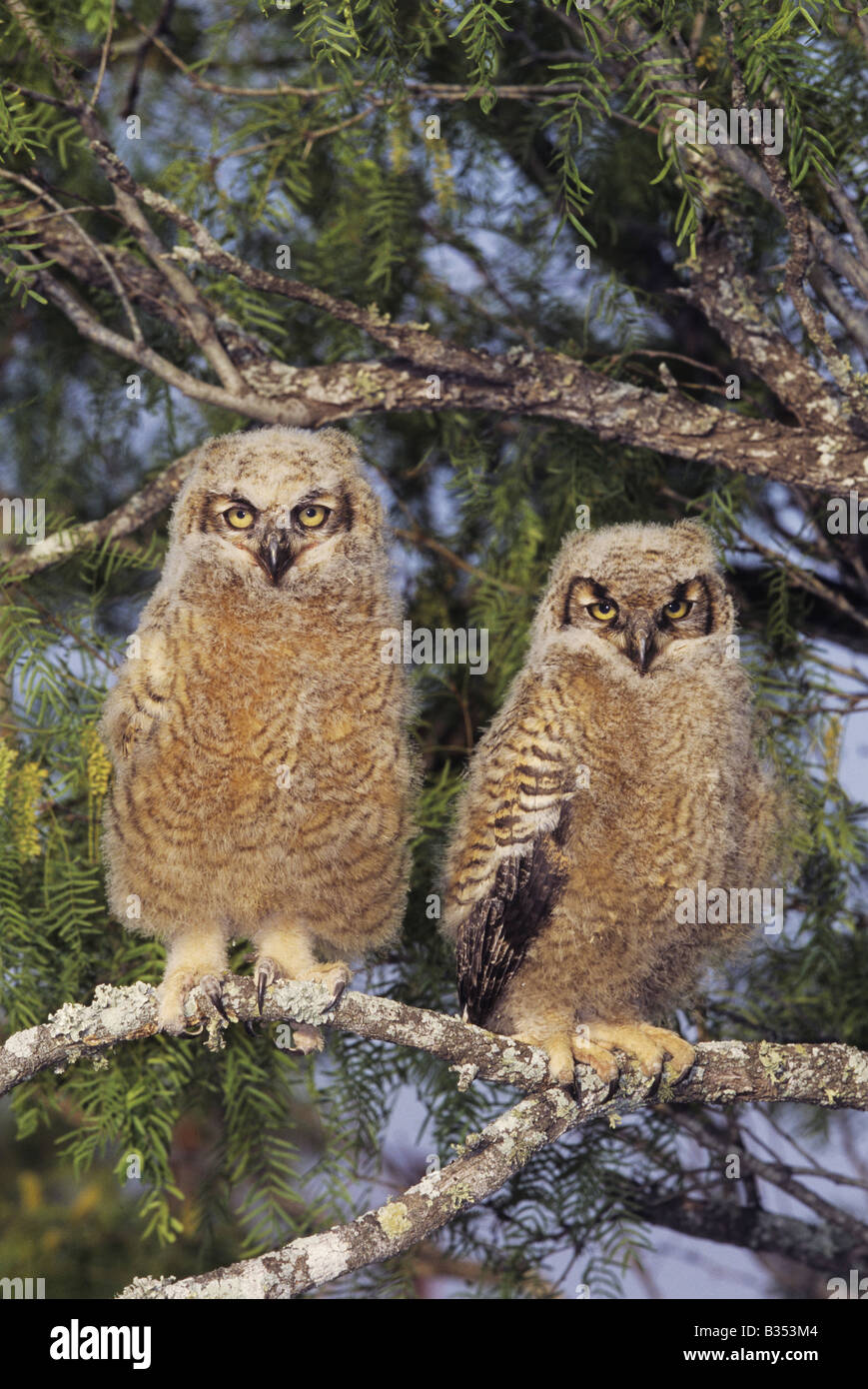 Great Horned Owl Bubo virginianus young fledlings Starr County Rio Grande Valley Texas USA Stock Photo