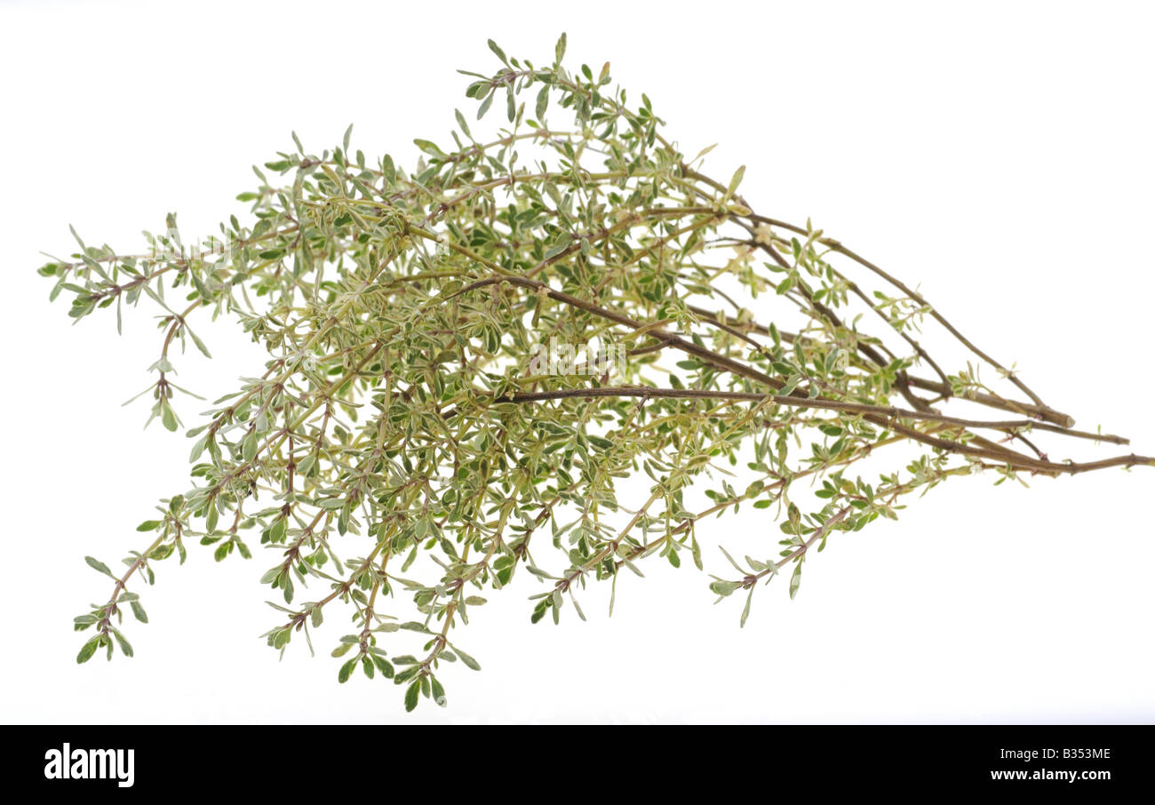 CULINARY HERBS HERB THYME Thymus vulgaris One of the most popular herbs used in cooking Stock Photo