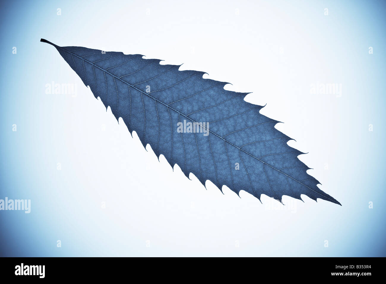 Close up of a leaf showing veins isolated against white Stock Photo - Alamy