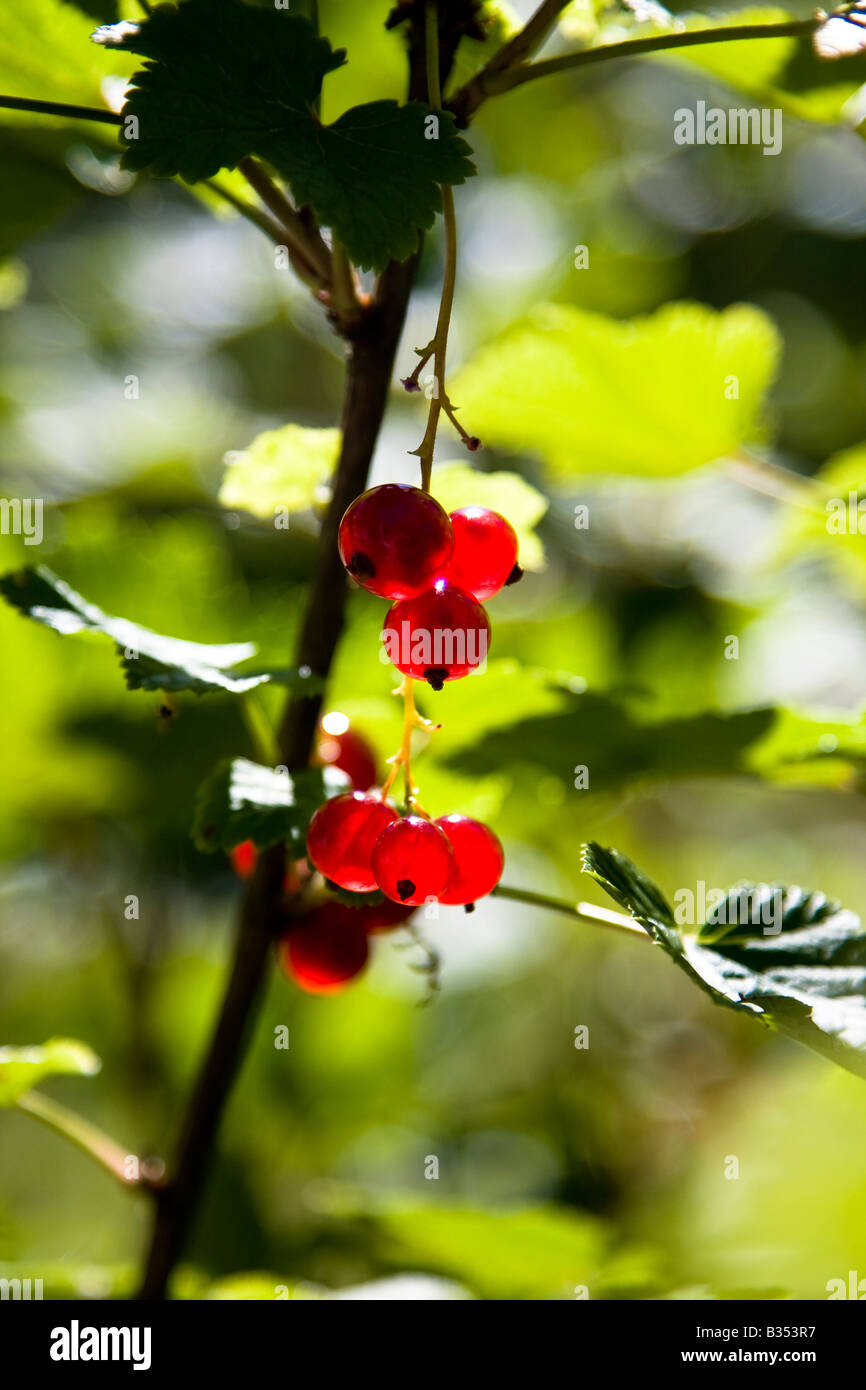 Redcurrant berries Stock Photo