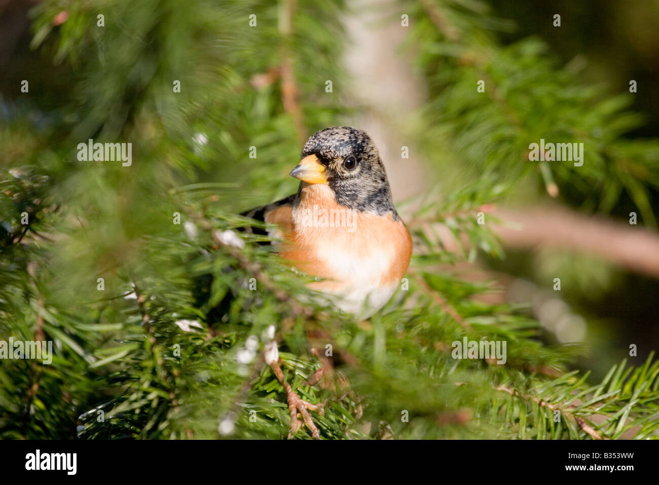 Male Brambling (Fringilla montifringilla) in pine tree, England UK Stock Photo