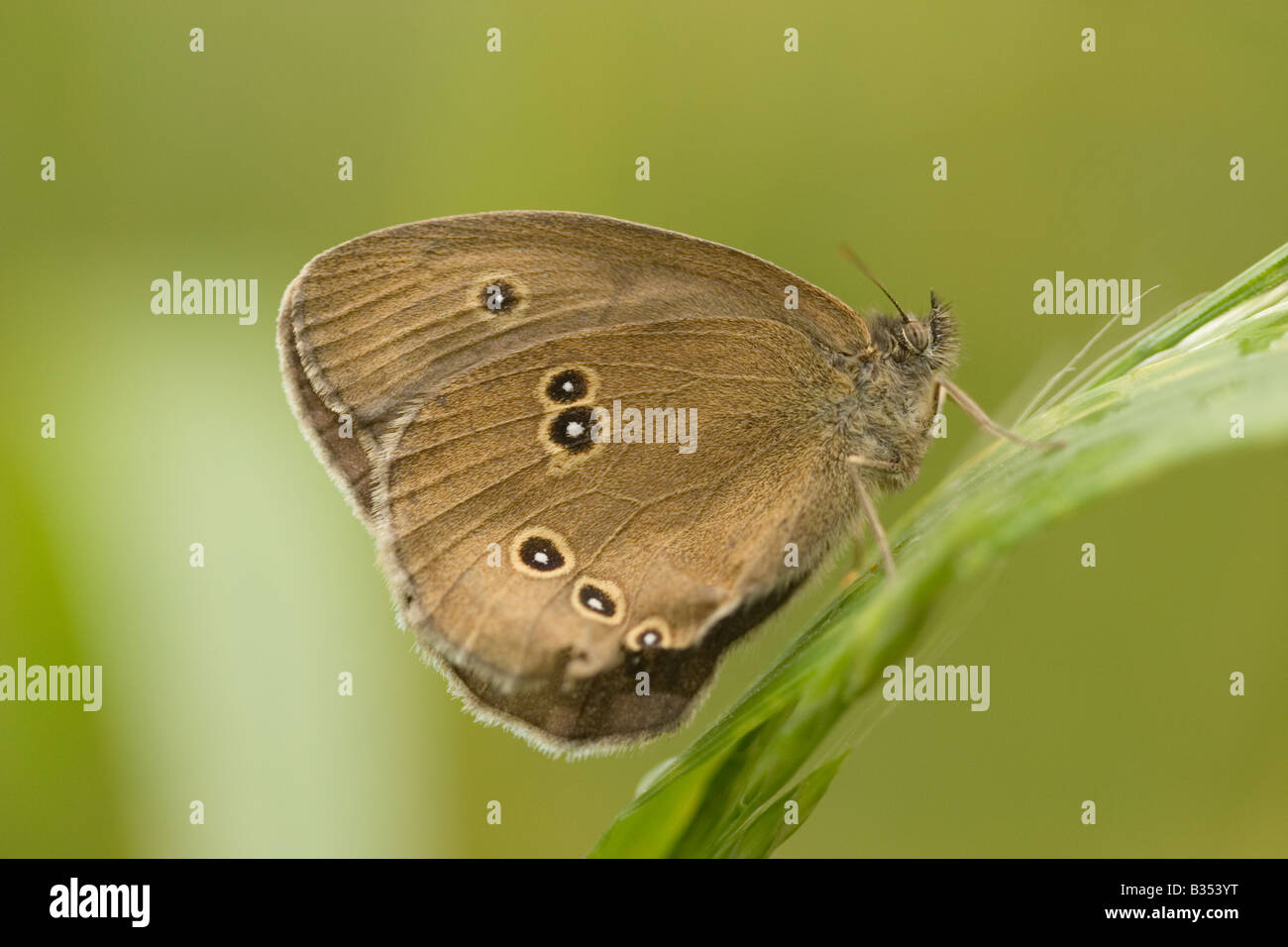 A Gatekeeper Butterfly (Pyronia tithonus) sometimes called the Hedge Brown, England UK Stock Photo