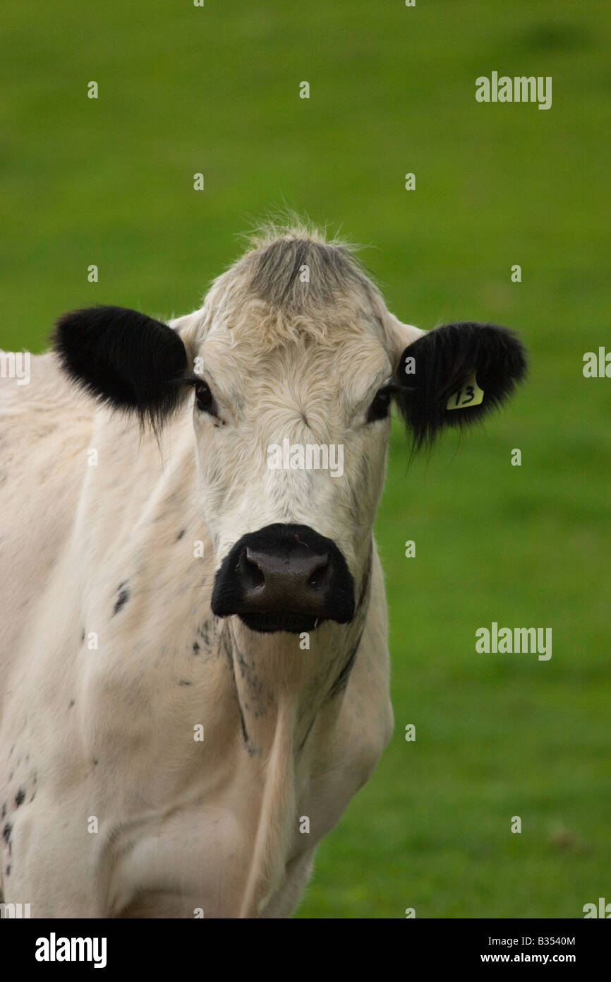 The british white cow england uk stock photo alamy