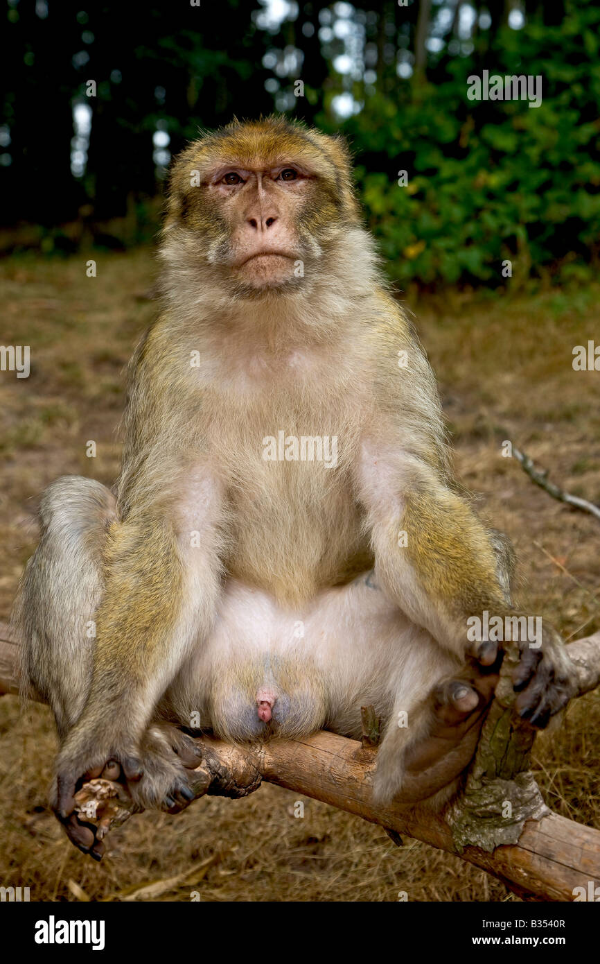 Barbary Macaque monkey from France Alsace Kintzheim Stock Photo