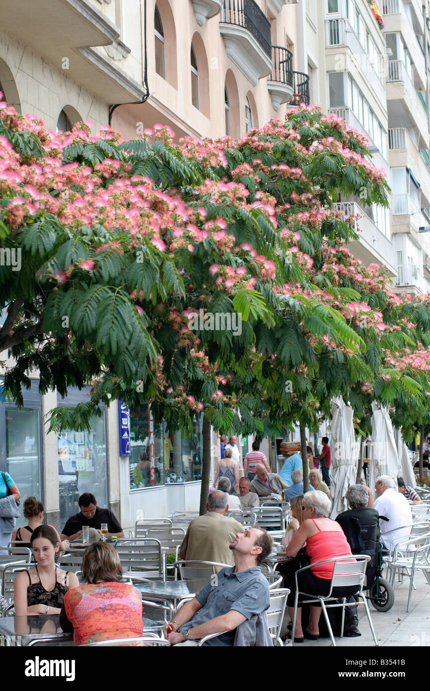 ALBIZZIA JULIBRISSIN VAR ROSEA GROWING AS A STREET TREE IN SANTANDER CANTABRIA SPAIN Stock Photo