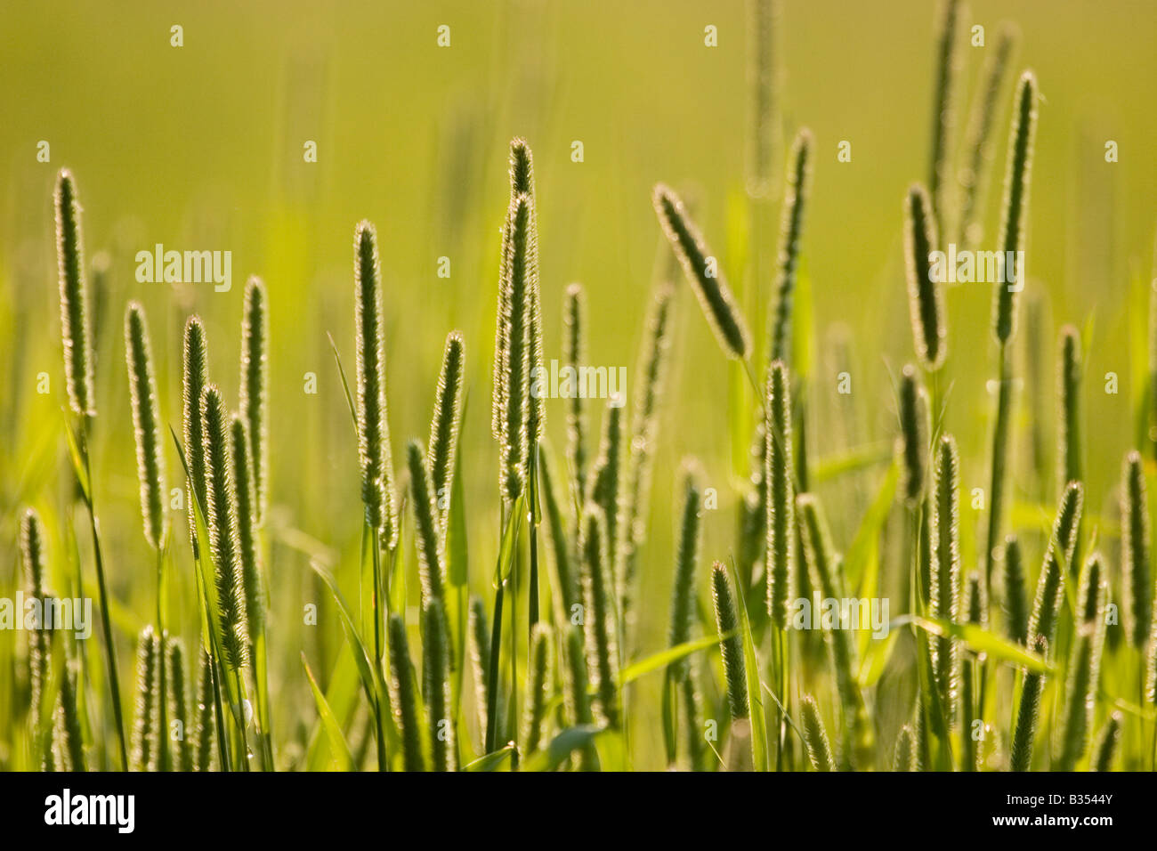 Timothy grass phleum pratense, England UK Stock Photo