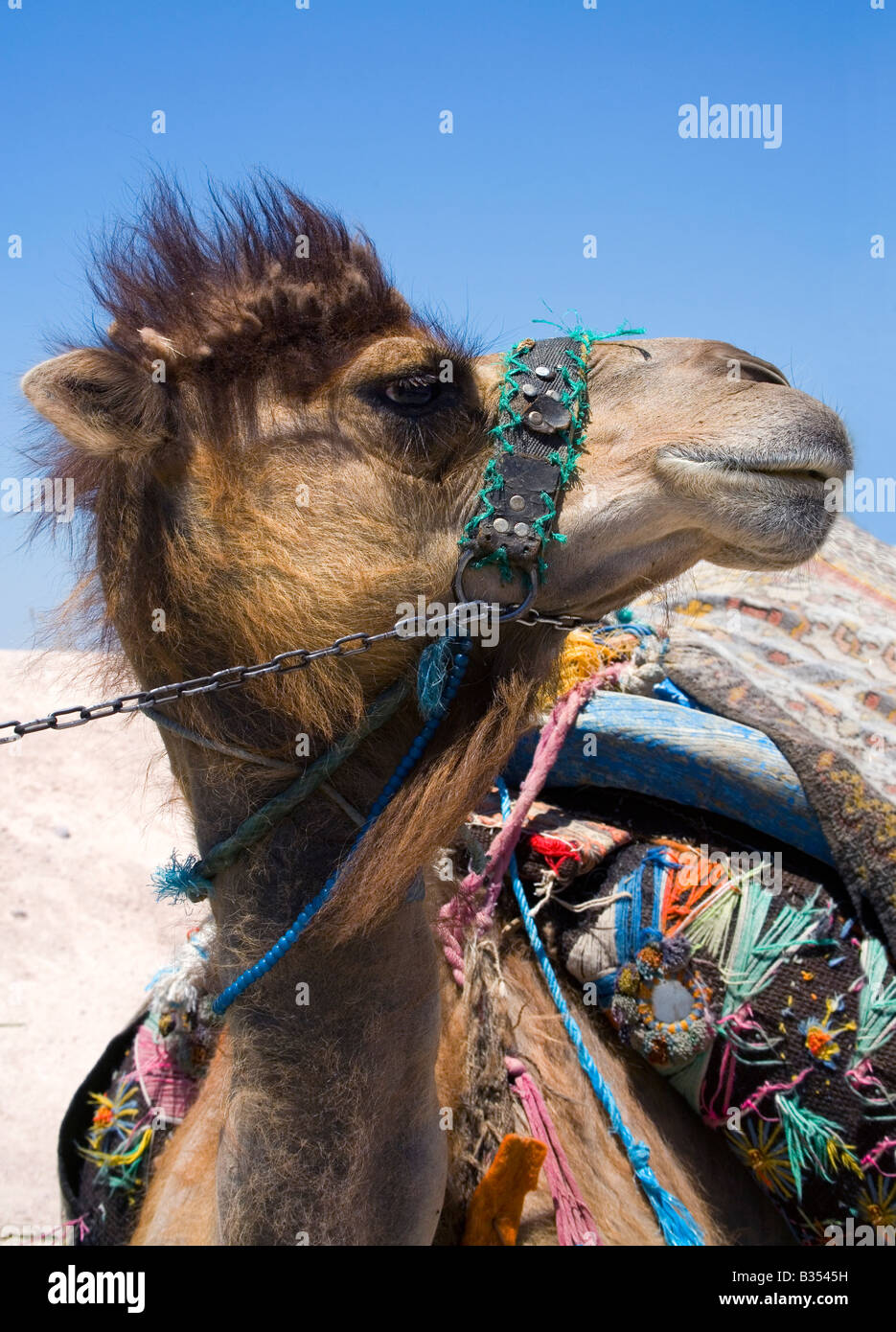 Camel Cappadocia Turkey Stock Photo - Alamy