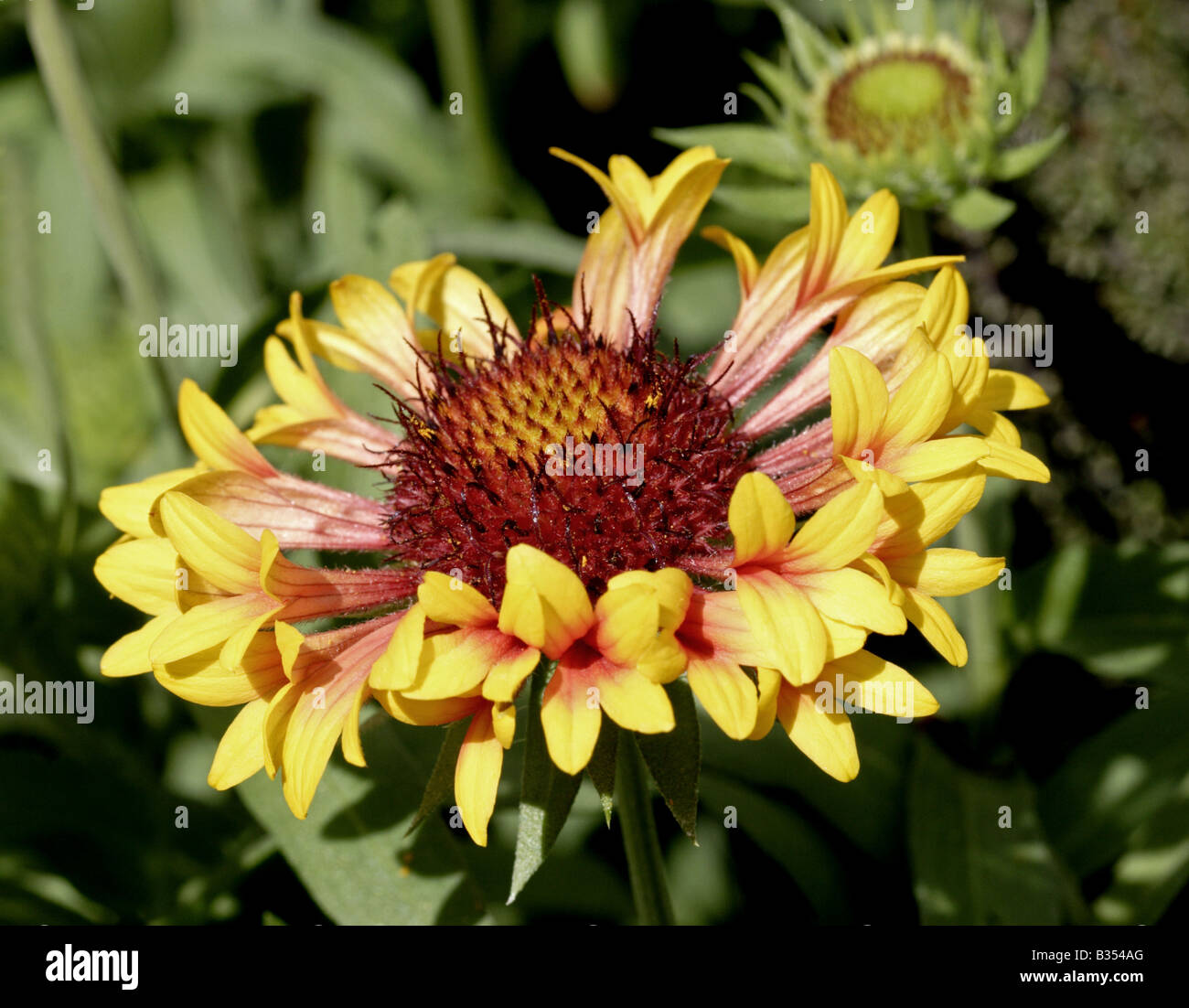 Gaillardias hi-res stock photography and images - Alamy
