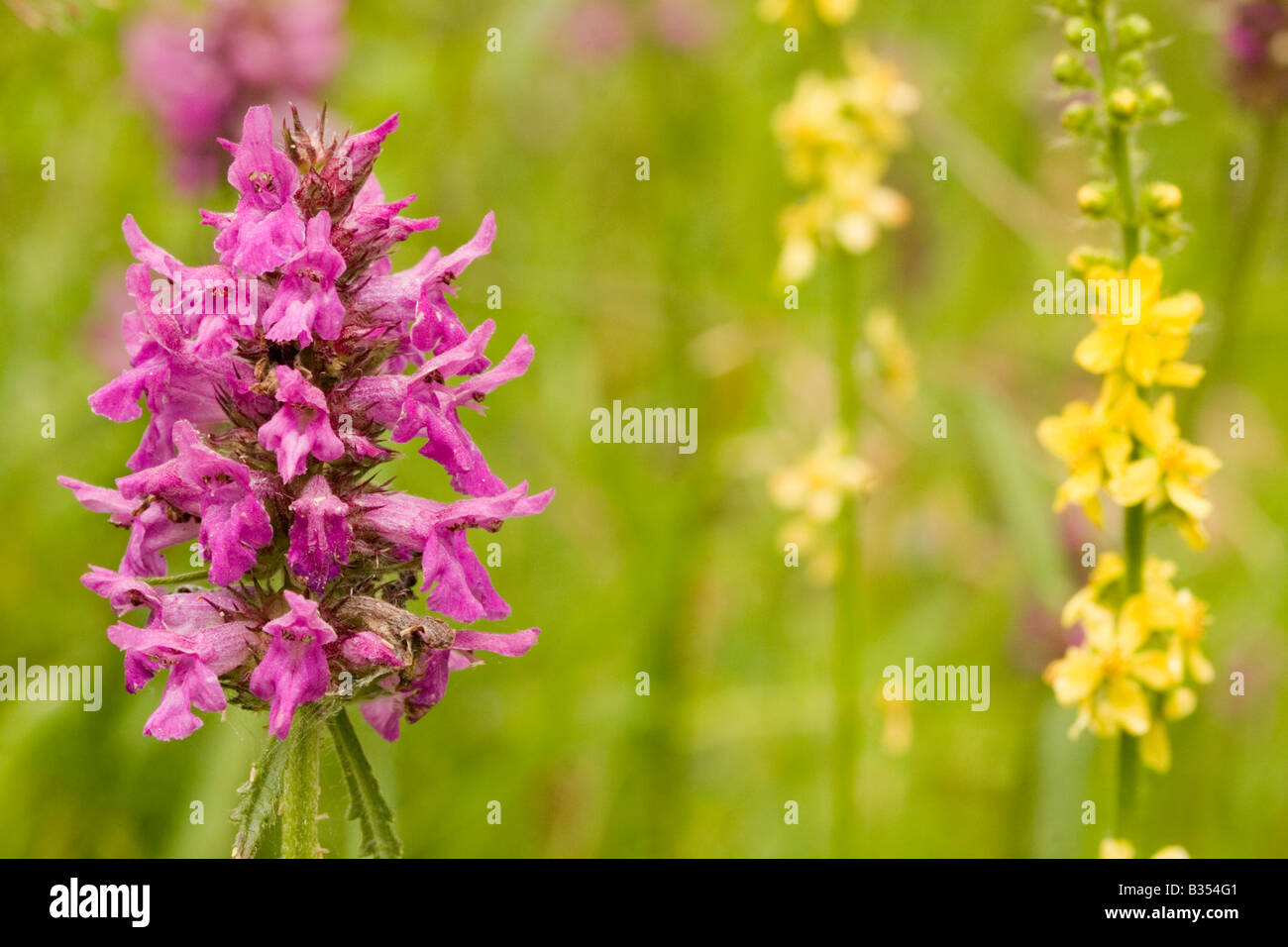 Common Spotted Orchid in meadow, England, UK Stock Photo