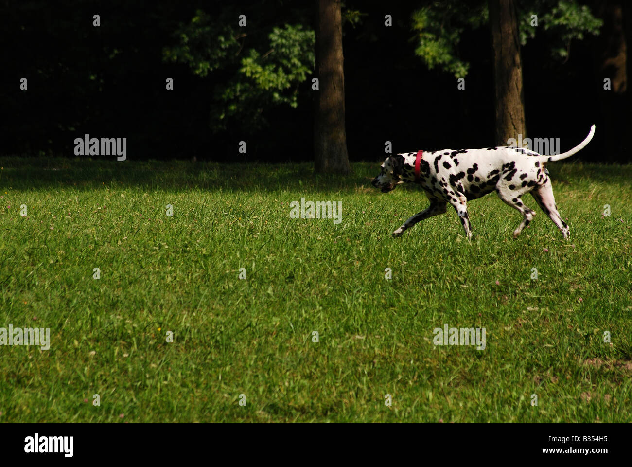 Dalmatian dog walking on grass Stock Photo