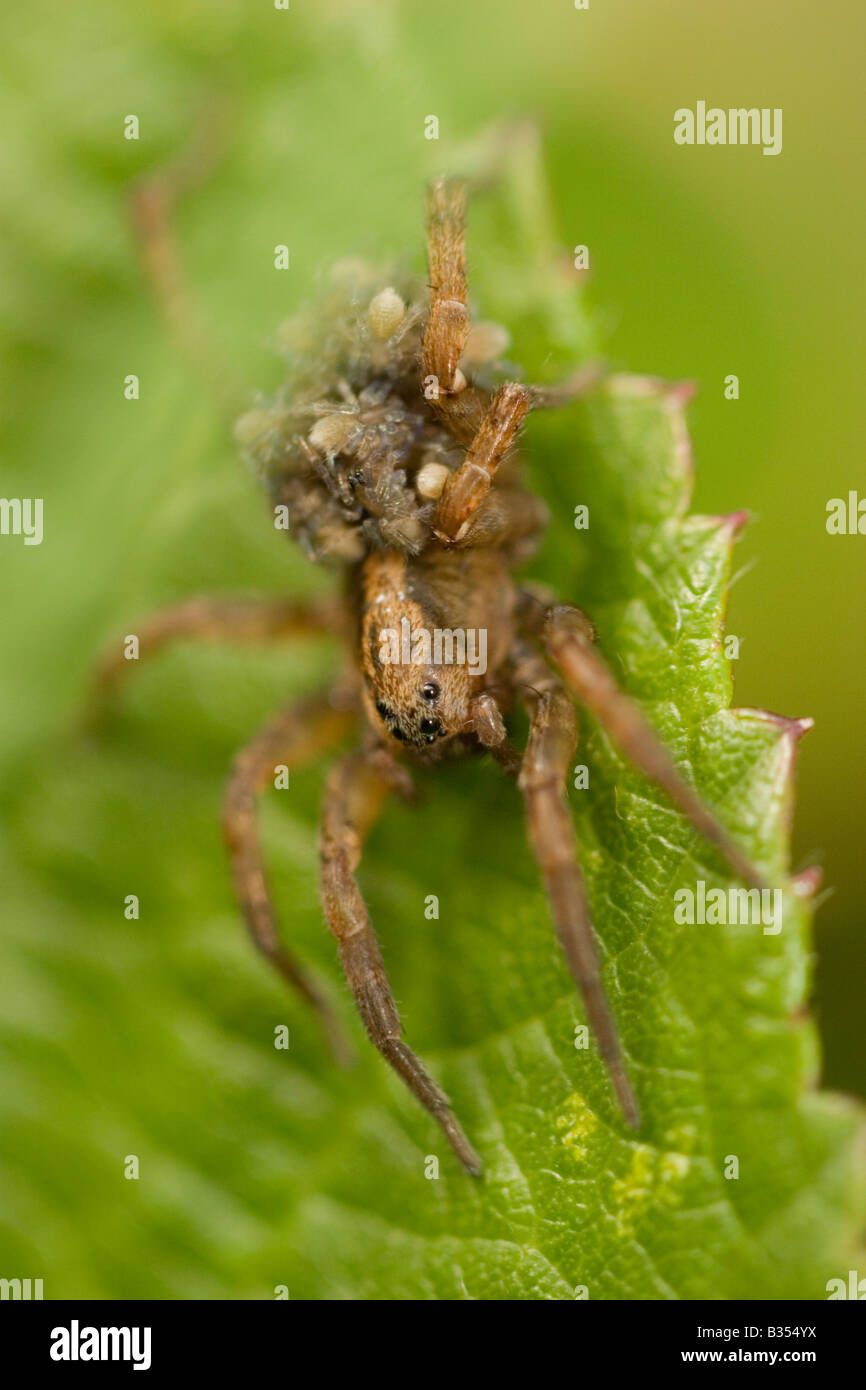 Spider on leaf, carrying young England UK Stock Photo