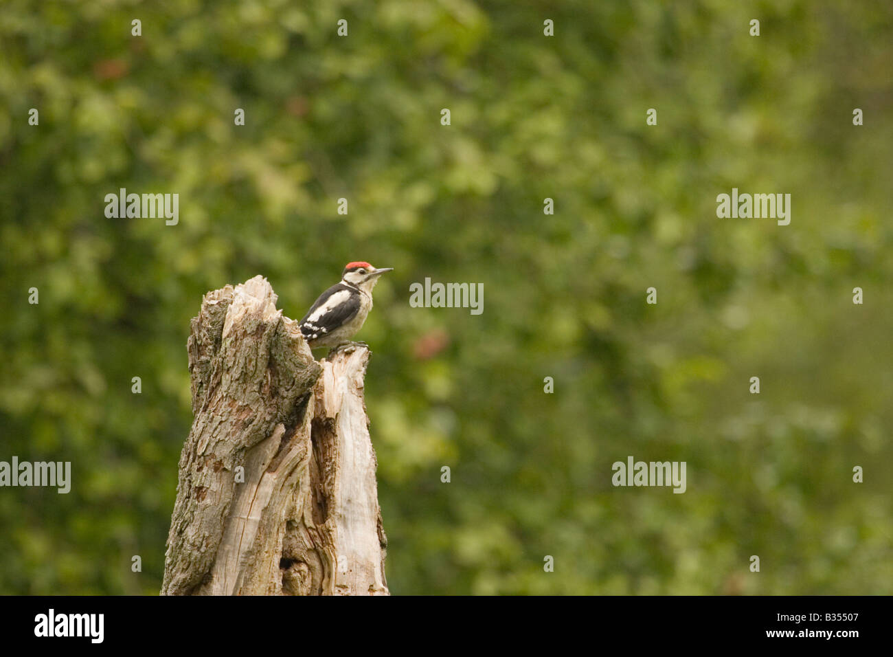 Greater Spotted Woodpecker on tree stump, England, UK Stock Photo