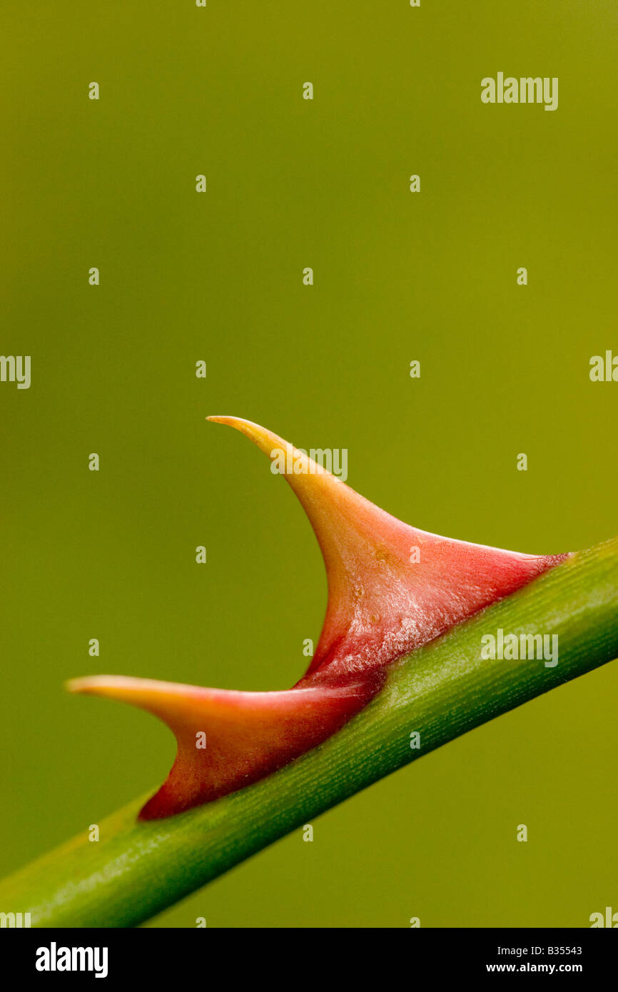 England dog rose hires stock photography and images Alamy