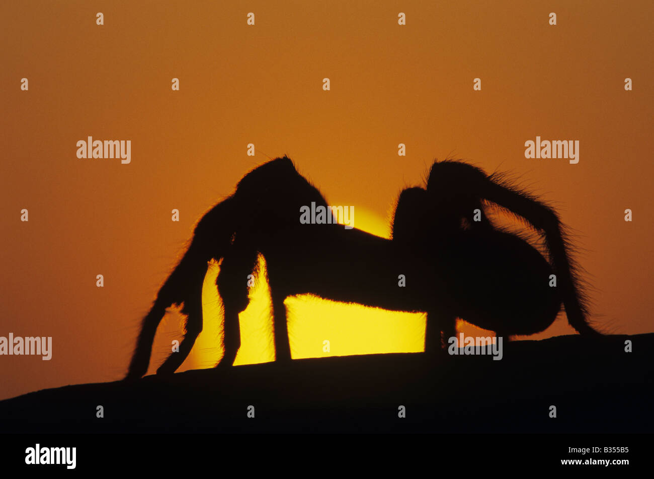 North texas spiders hires stock photography and images Alamy