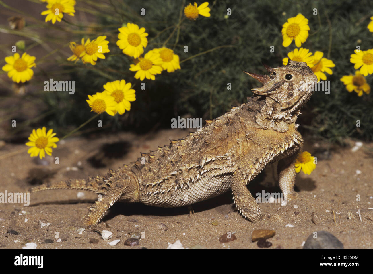 Texas Horned Lizard Phrynosoma Cornutum Adult Starr County Rio Grande ...