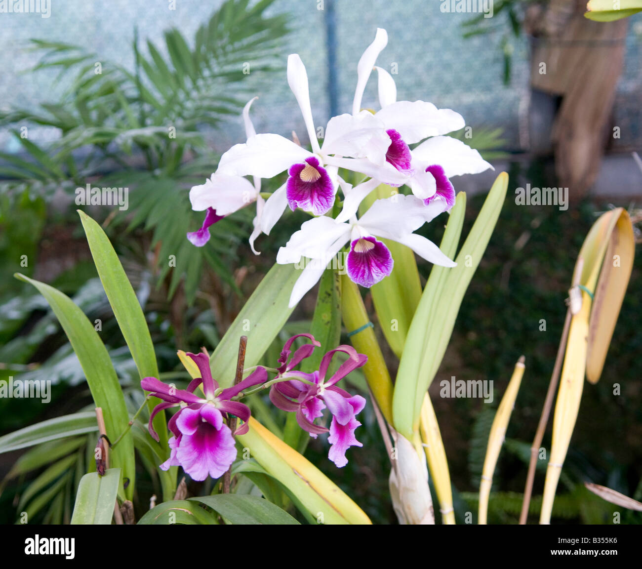 Cattleya Orchids Stock Photo