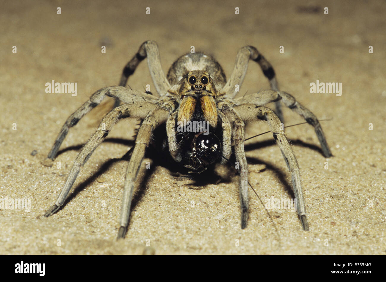 Wolf Spider Lycosidae adult with cricket prey Starr County Rio Grande