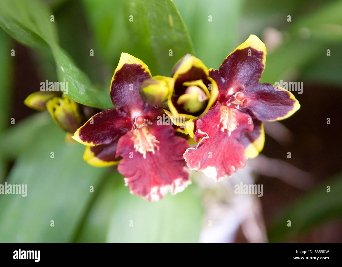 Zygopetalum - fragrant Orchid Stock Photo