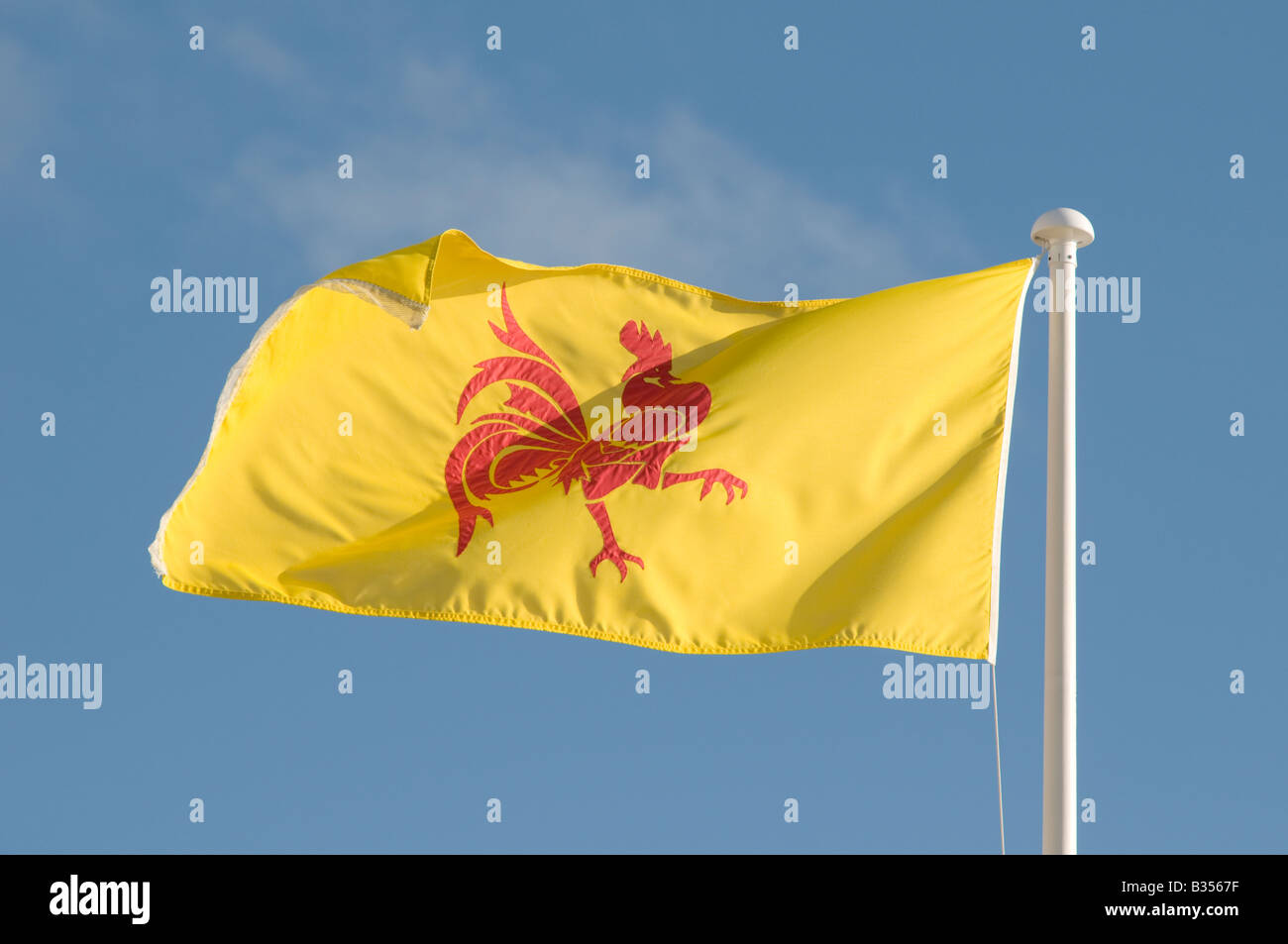 flag banner of wallonia  - part of belgium; red cockerel on a plain yellow background Stock Photo