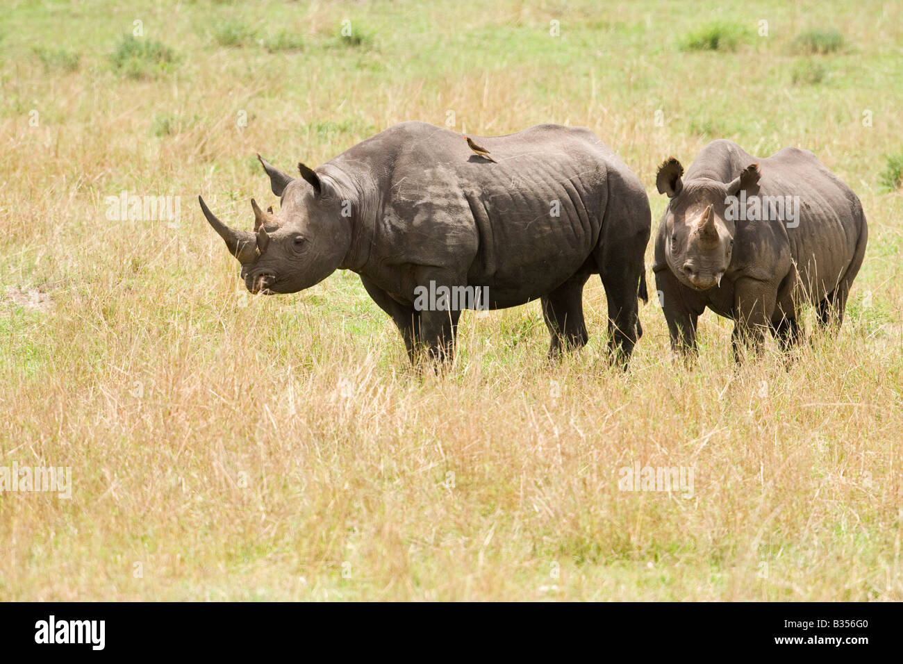 Black Rhinoceros (Diceros Bicornis) Pair Stock Photo - Alamy